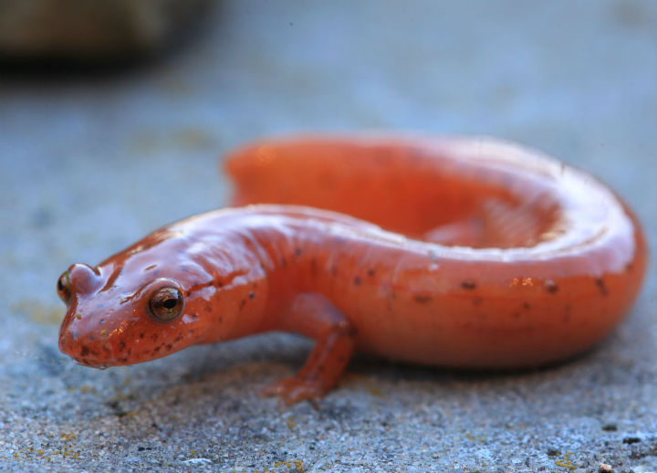 Spring Salamander